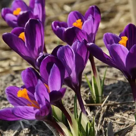 Krookus Flower Record