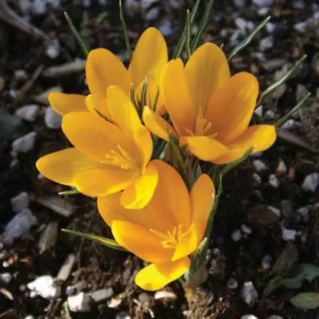 Krookus Yellow