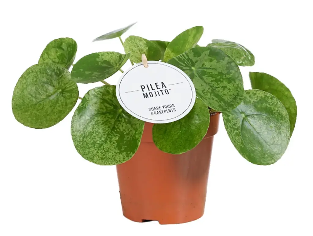 Kilp-piilea P12/20cm