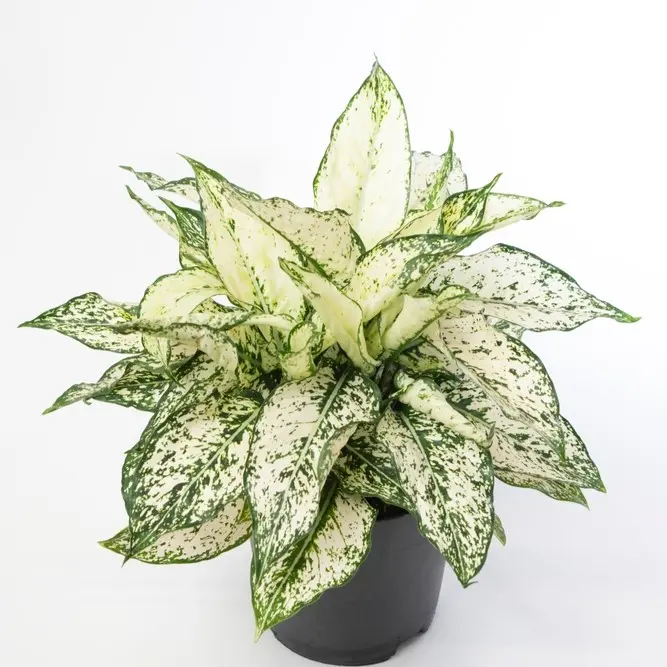 Aglaoneema 'White Kiwi' P12/35cm