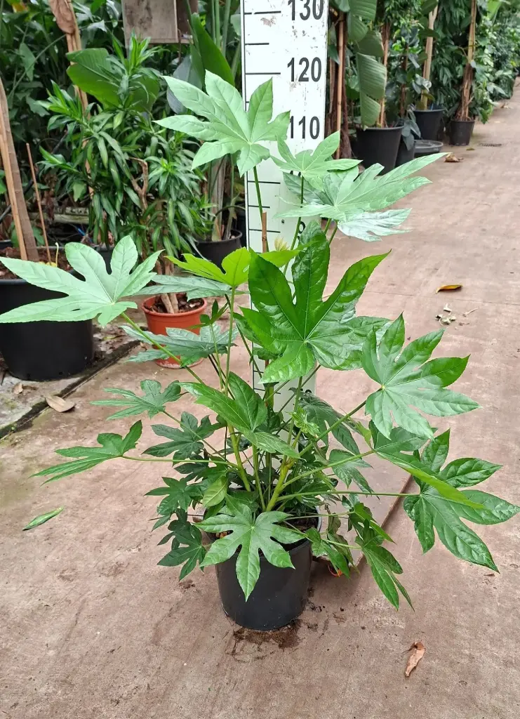 Jaapani fatsia P30/120cm