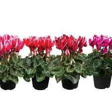 Alpikann 'Allure' P12cm