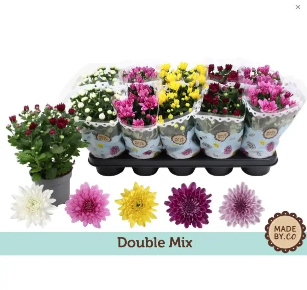 Potikrüsanteem täidisõieline P15/33cm