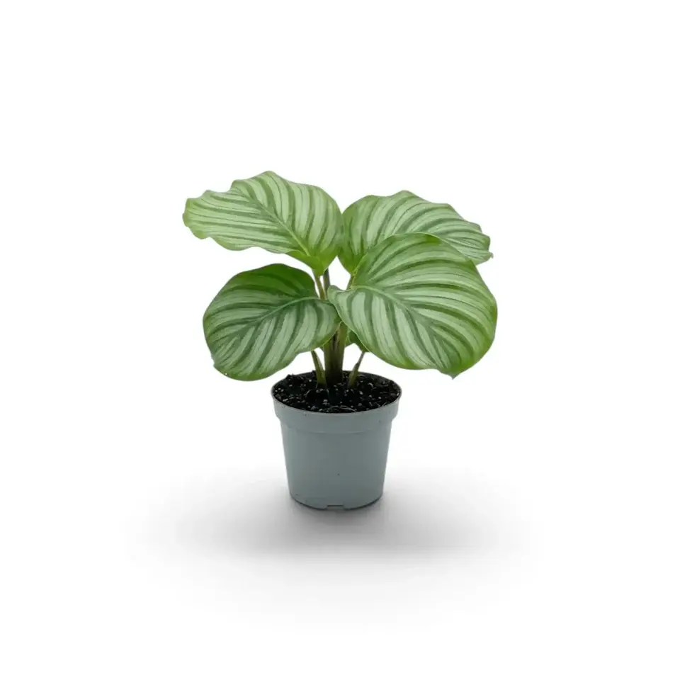 Vöötlehik Beautystar P14/40cm