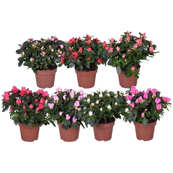 Asalea Hellmut 'Vogel' mix P12/25cm