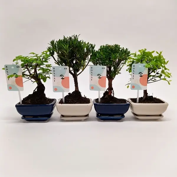 Bonsai valik P12/25cm