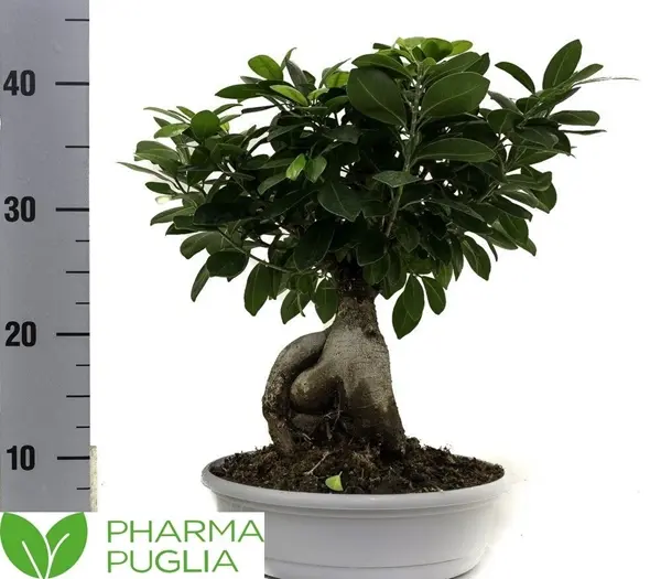 Väikeseviljaline viigipuu 'Ginseng' P22/40cm