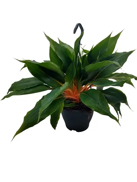 Lõvimägede rohtliilia Princess Mabel P19/50cm