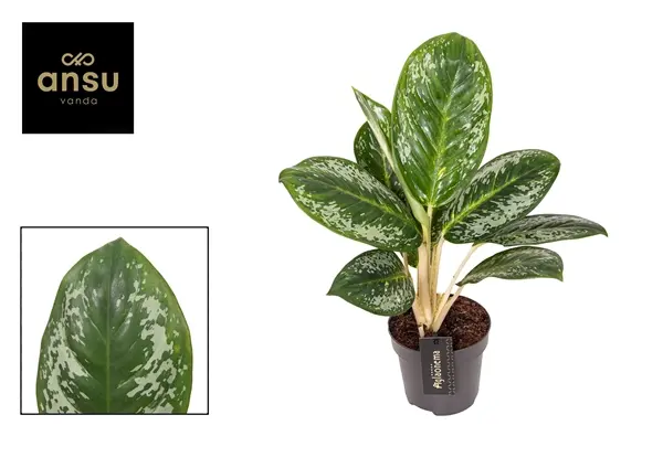 Aglaoneema Onyx Green P12/40cm