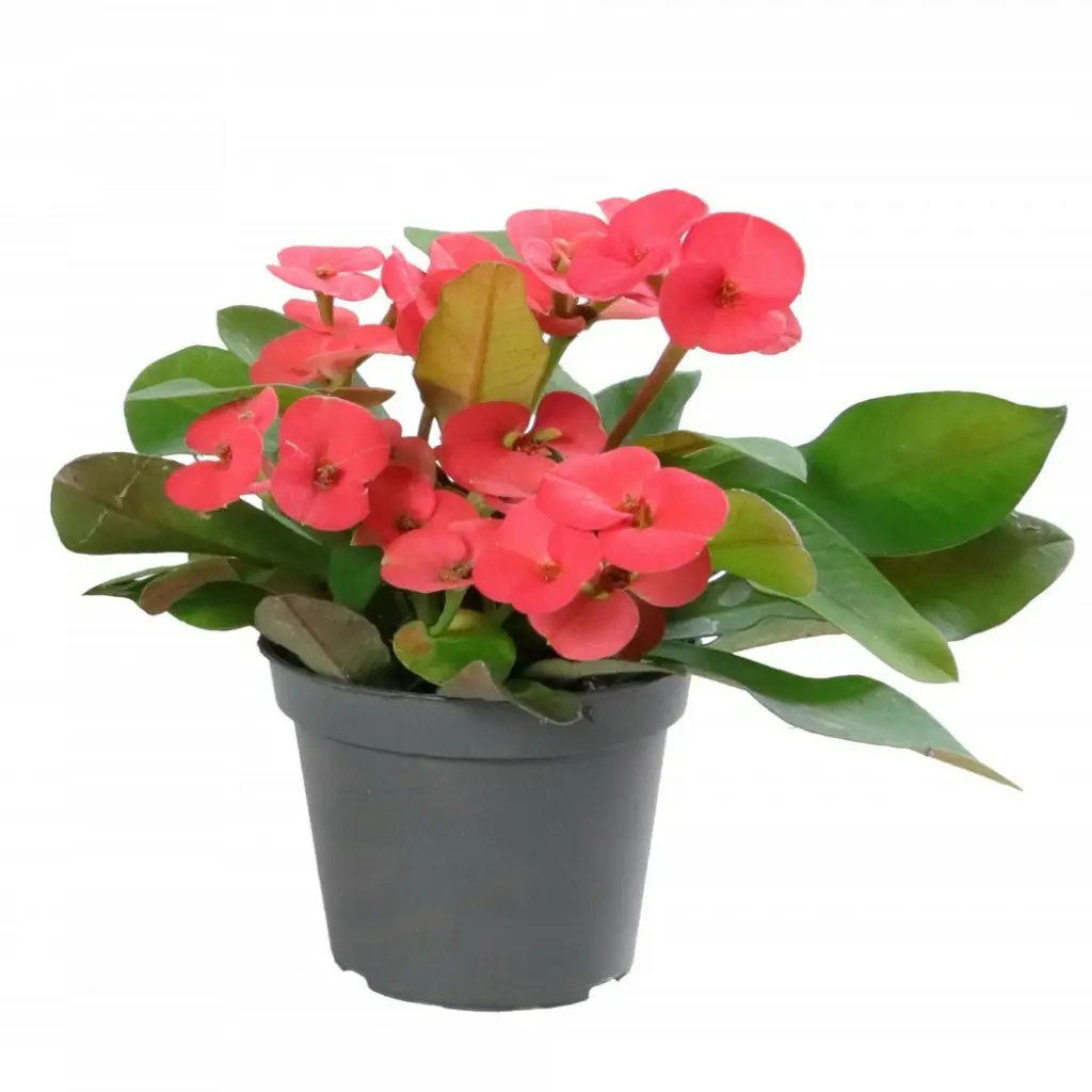 Särav piimalill 'Vulcanus' P13/24cm