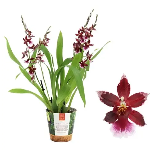 Kambria 'Barrocco Red' P12/50cm