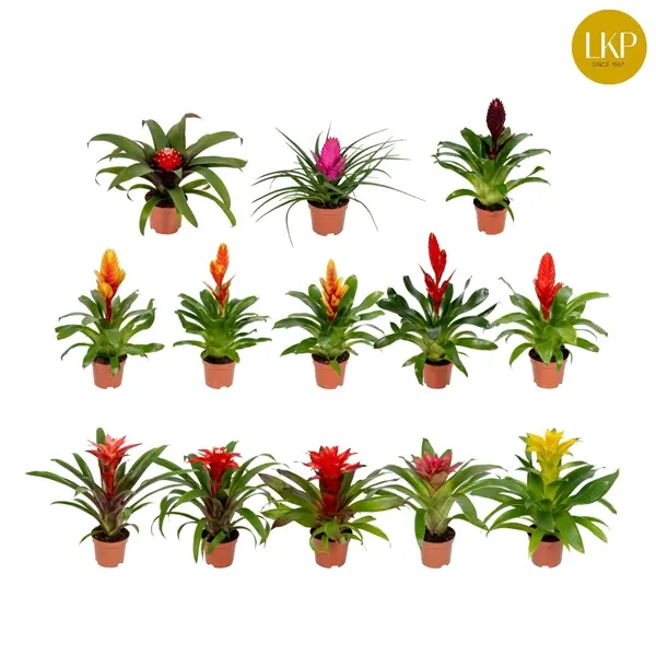 Bromeelia valik P10,5/25cm