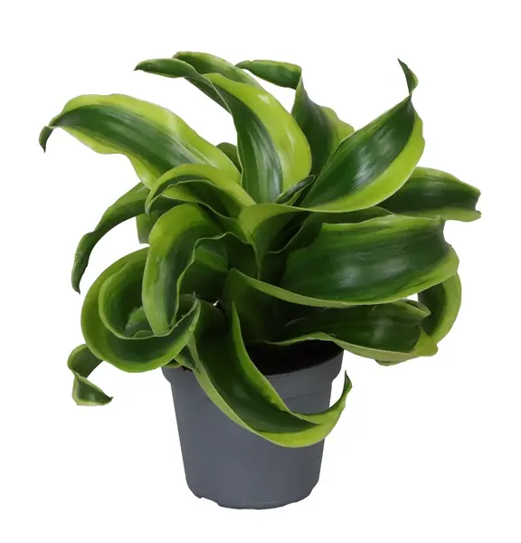 Lõhnav draakonipuu  Compacta Tornado P12/22cm 