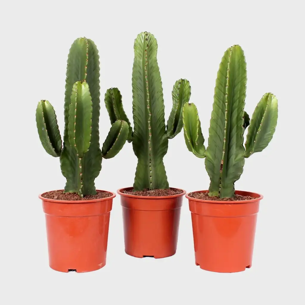 Kandelaaber-piimalill P17/75cm (koopia)