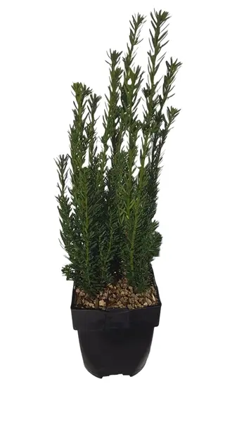Värd-jugapuu 'Hillii' P17/45cm
