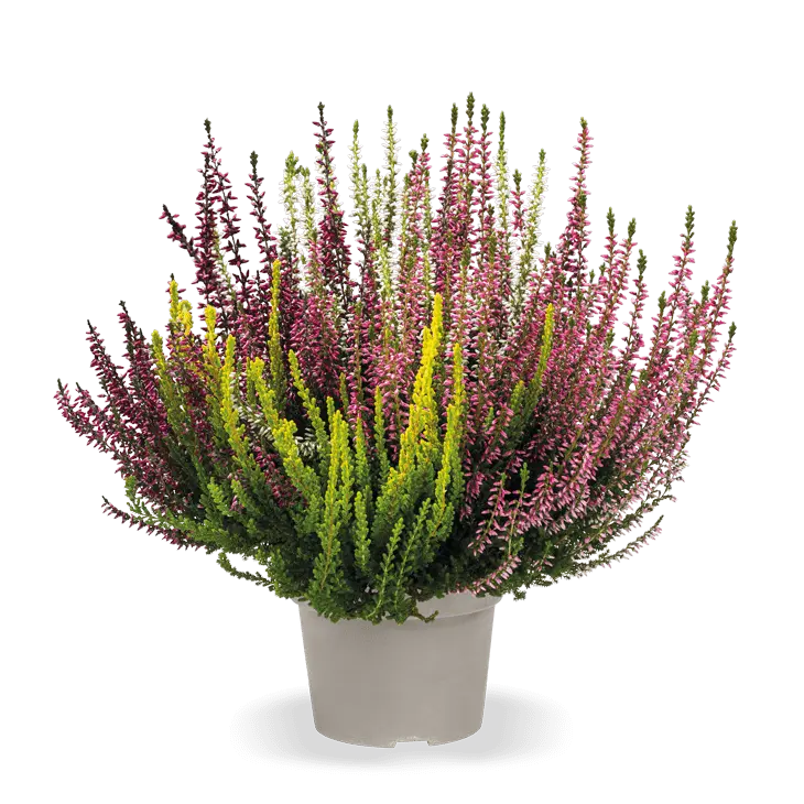 Kanarbik 'Beauty Ladies' trio P17/25cm 