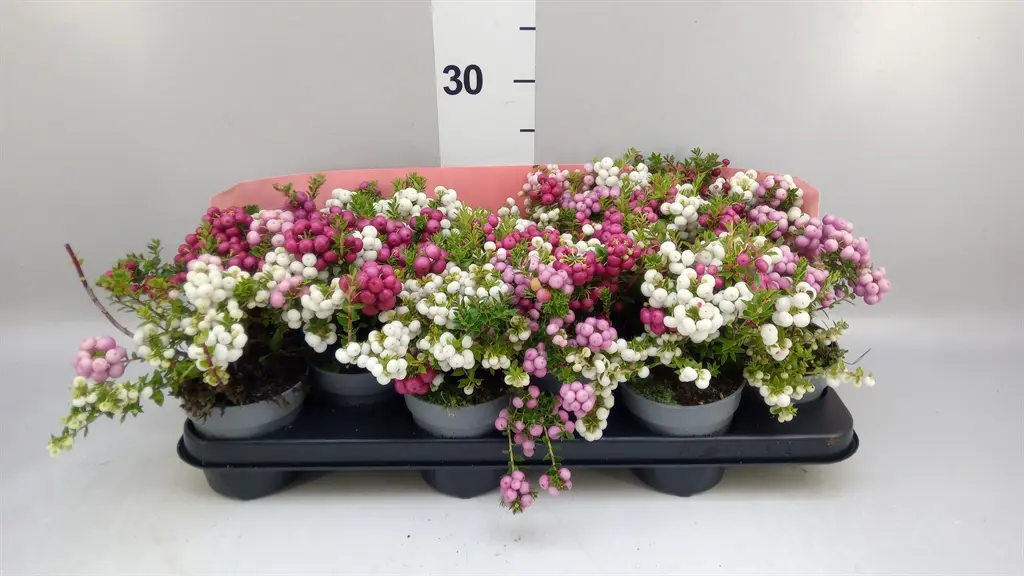 Teravatipuline talihali DUO P10,5/15cm