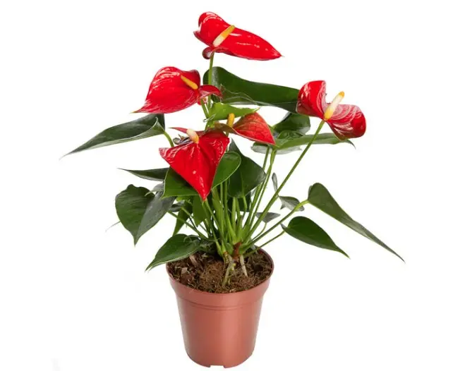 Flamingolill 'Esudo' P12/43cm