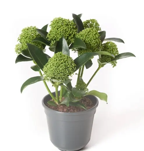 Jaapani skimmia 'White Globe' 10,5/30cm