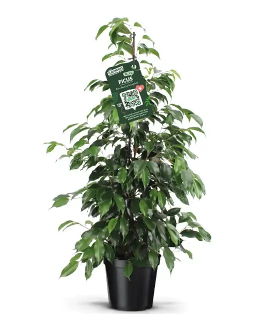 Bensoe-viigipuu 'Danielle' P27/140cm