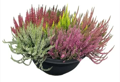 Kanarbik 'Smixies' P35/25cm