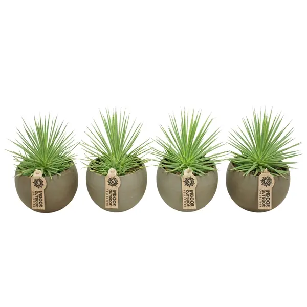 Jäik agaav 'Nana' ker. potiga P10,5/20cm