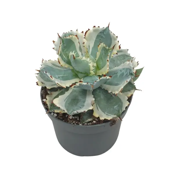 Meelisagaav Variegata P13/20cm