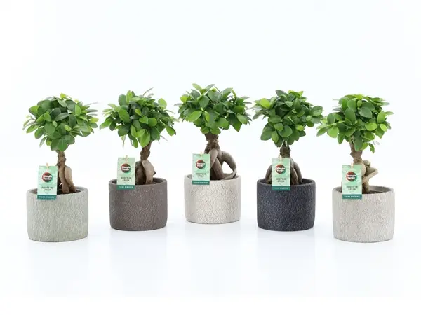 Väikeseviljaline viigipuu 'Ginseng' P14/30cm