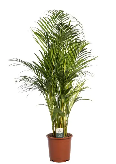 Kollakas kuldviljakpalm P12/45cm