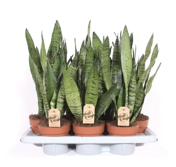 Havisaba Zeylanica P17/65cm