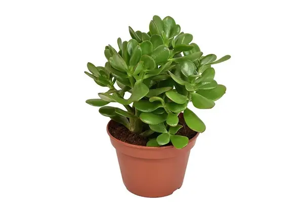 Portulak-turdleht P15/21cm