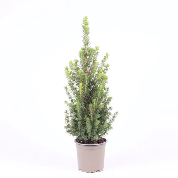 Kanada kuusk 'Conica' P11/45cm