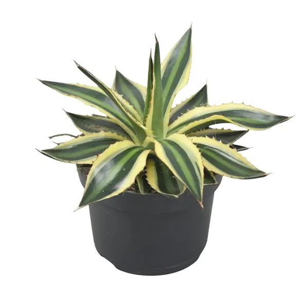 Triipagaav 'Quadricolor' P13/20cm