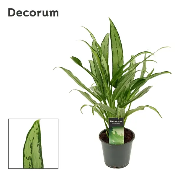 Aglaoneema 'Cutlass' P12/35cm