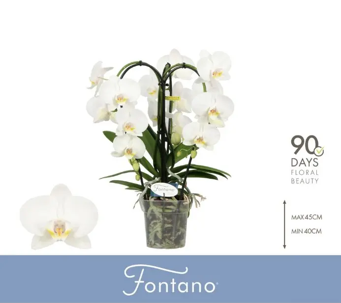 Kuuking Fontano Bellagio P12/50cm