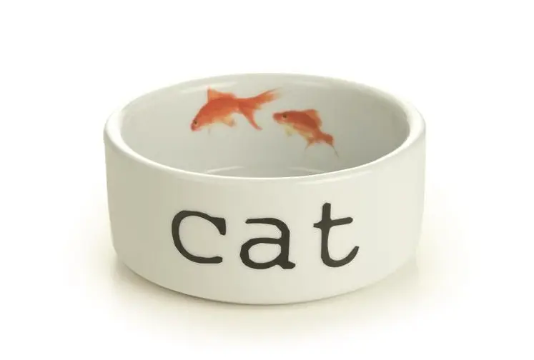 Toidukauss Snapshot Cat 300ml
