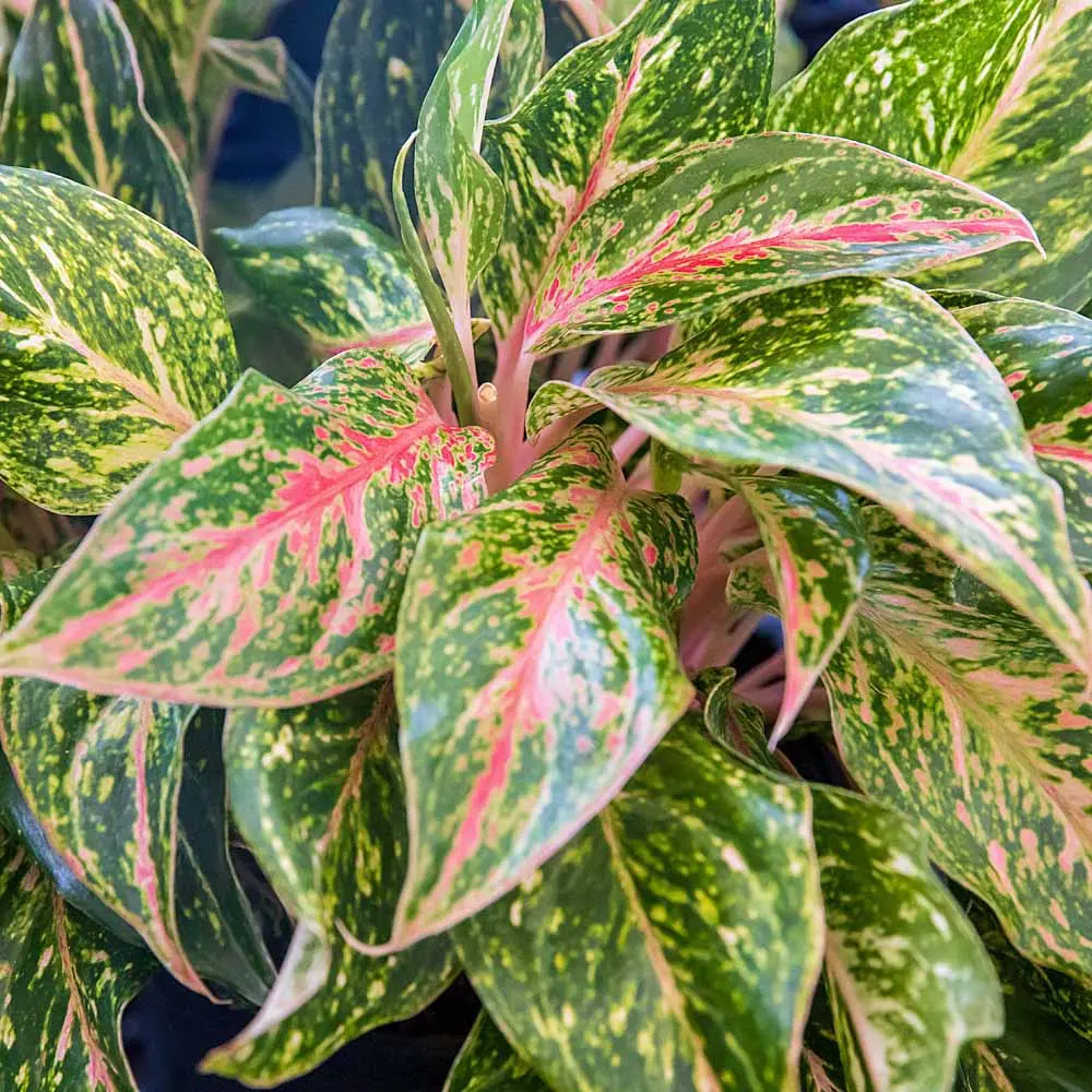 Aglaoneema 'Sprinkling Sarah' P12/30cm