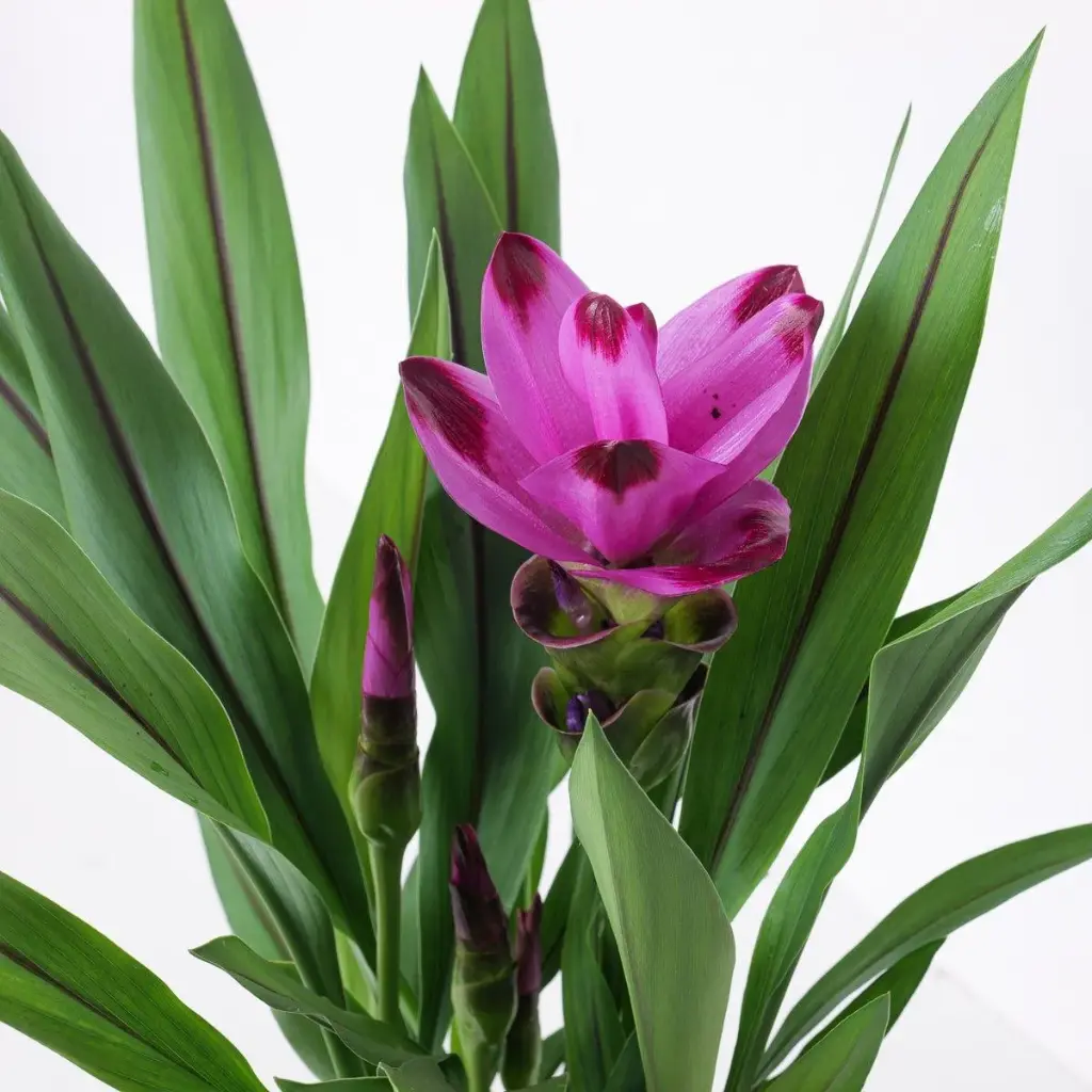 Tulp-kollajuur Siam Salsa P14/60cm