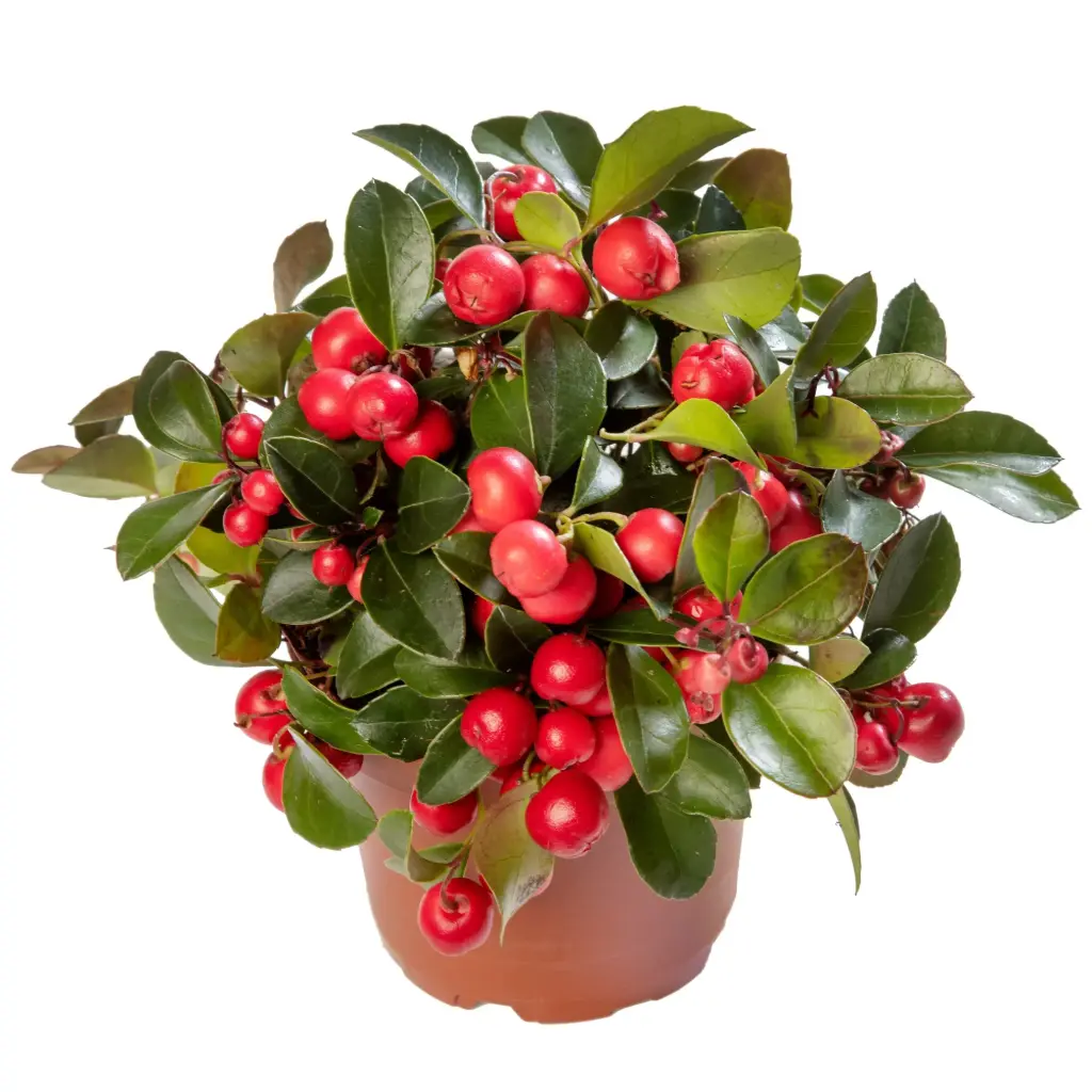 Lamav talihali Big Berry P12cm