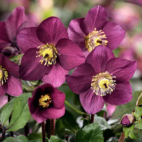 Lumeroos Winter Ballet P15cm
