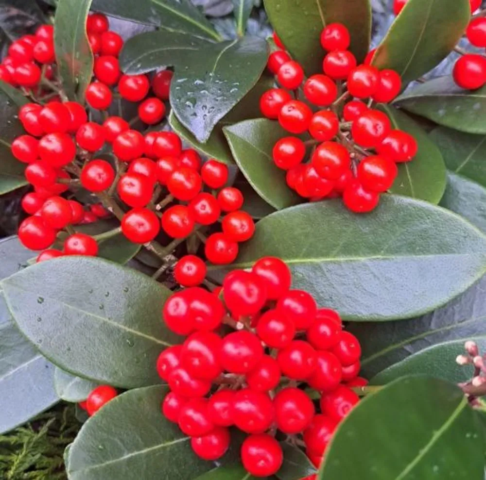 Jaapani skimmia O'Berries Red P13cm