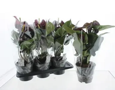 Flamingolill 'Tranquillo' P17/55cm