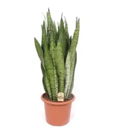 Havisaba Zeylanica P30/95cm