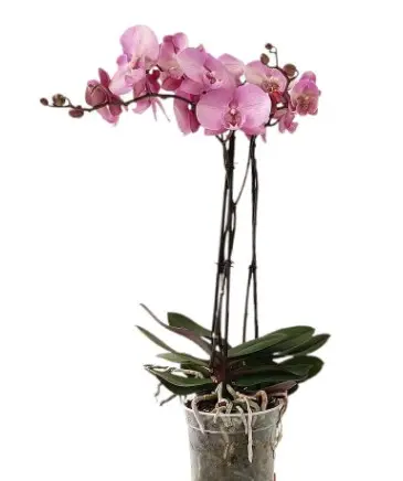 Kuuking Madonna P12/60cm