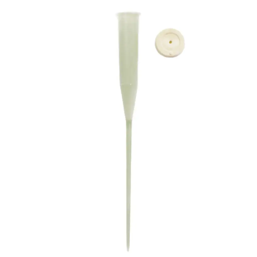 Ampull 'Oasis' varrega 15cm 