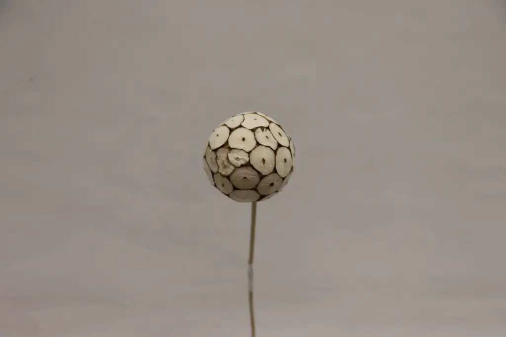 Pall 'Okta' 6cm