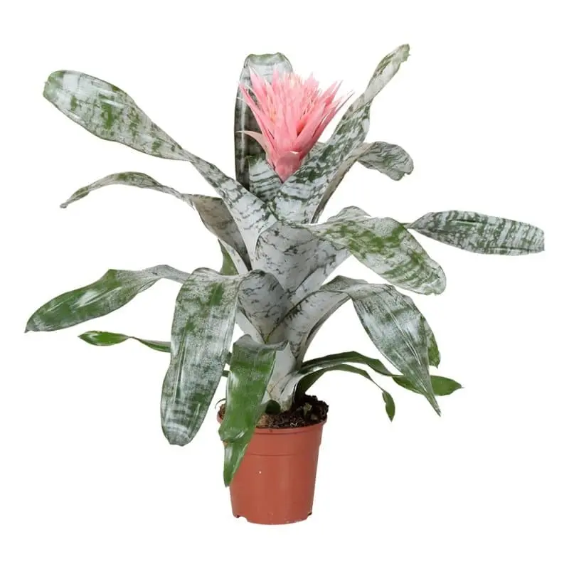 Vöödiline ekmea 'Primera' P14/55cm