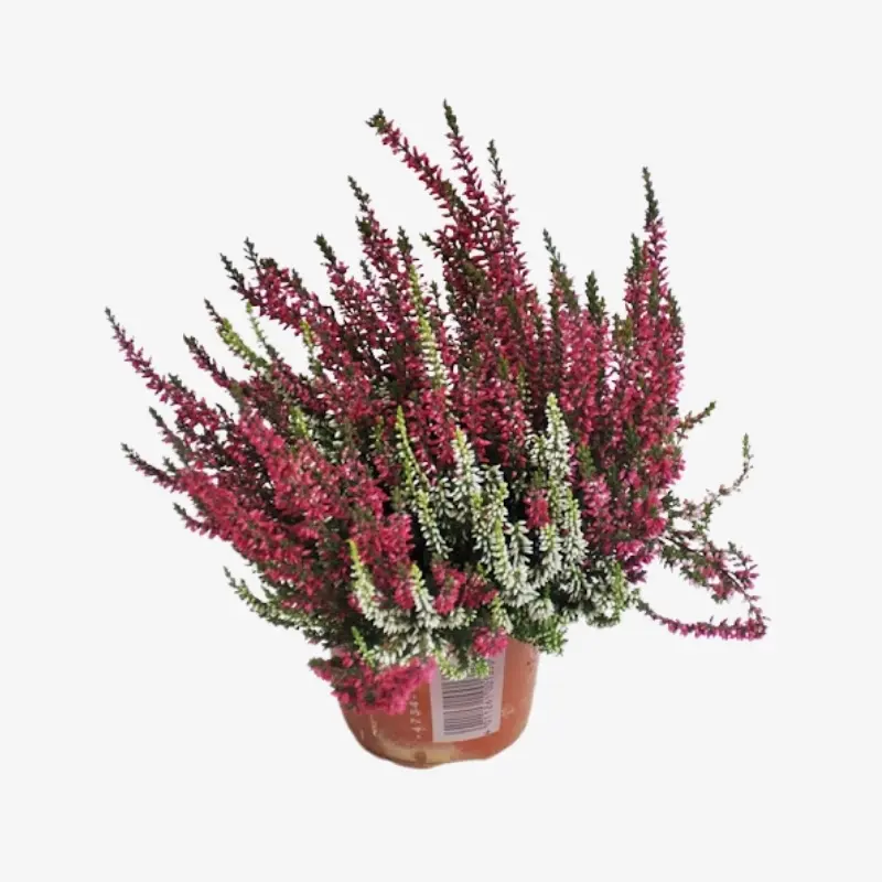 Kanarbik GG 'Twin Girls' P12/20cm 