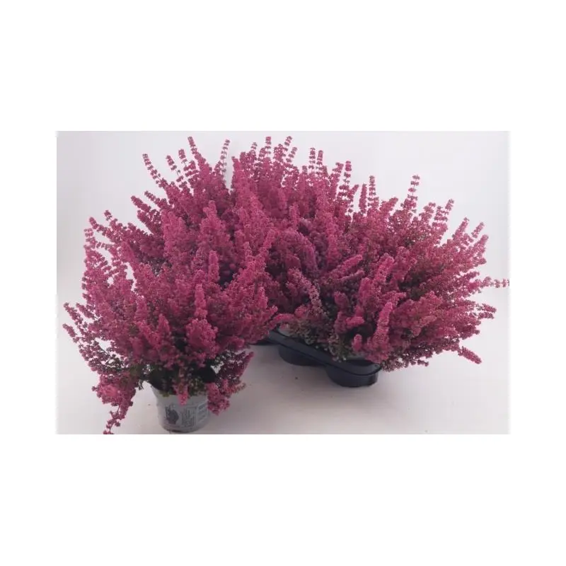 Sale Eerika Misterline P12cm
