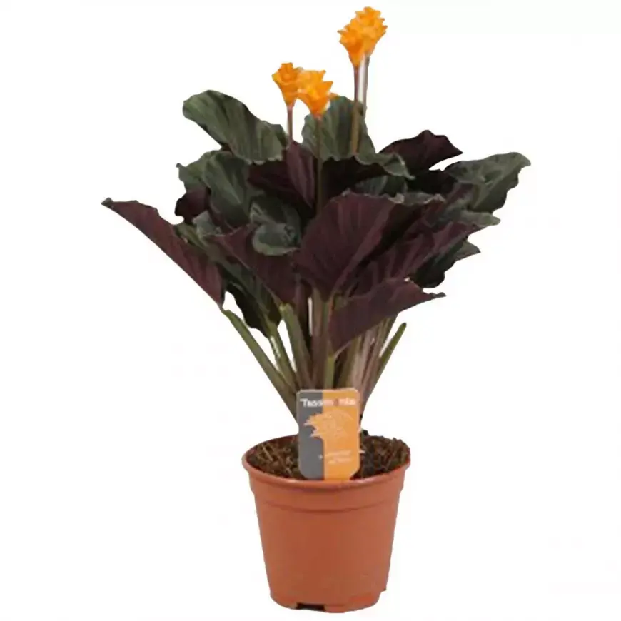 Kollane vöötlehik P14cm/40cm